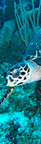hotels in Belize hotels in Belize